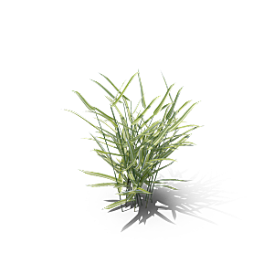 小草丛蕨类植物免抠素材