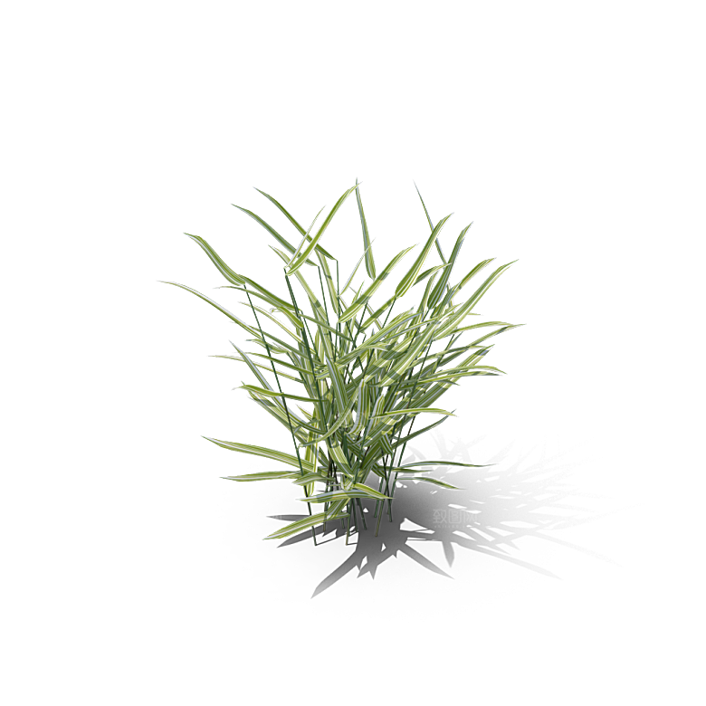 小草丛蕨类植物免抠素材