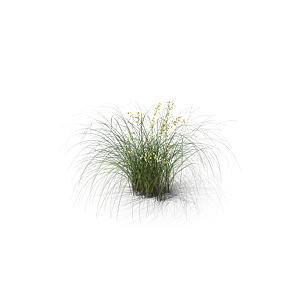 小草丛蕨类植物免抠素材