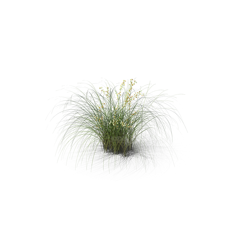 小草丛蕨类植物免抠素材