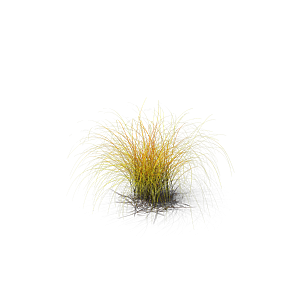 小草丛蕨类植物免抠素材