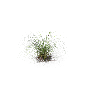 小草丛蕨类植物免抠素材