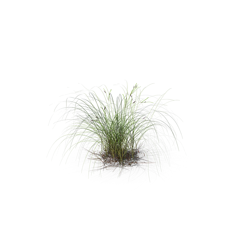 小草丛蕨类植物免抠素材