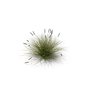 蕨类植物小草丛免抠素材