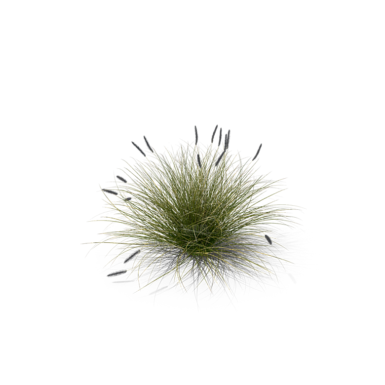 蕨类植物小草丛免抠素材