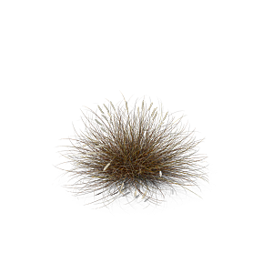 蕨类植物小草丛免抠素材