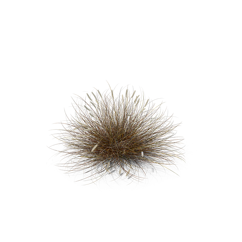 蕨类植物小草丛免抠素材