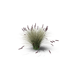 蕨类植物小草丛免抠素材