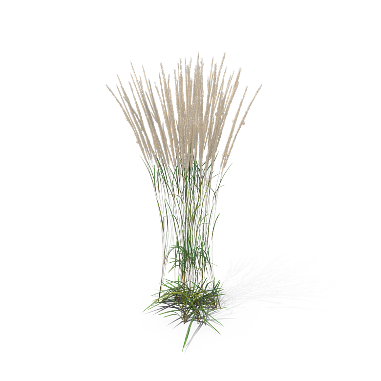 蕨类植物小草丛免抠素材