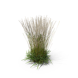 蕨类植物小草丛免抠素材
