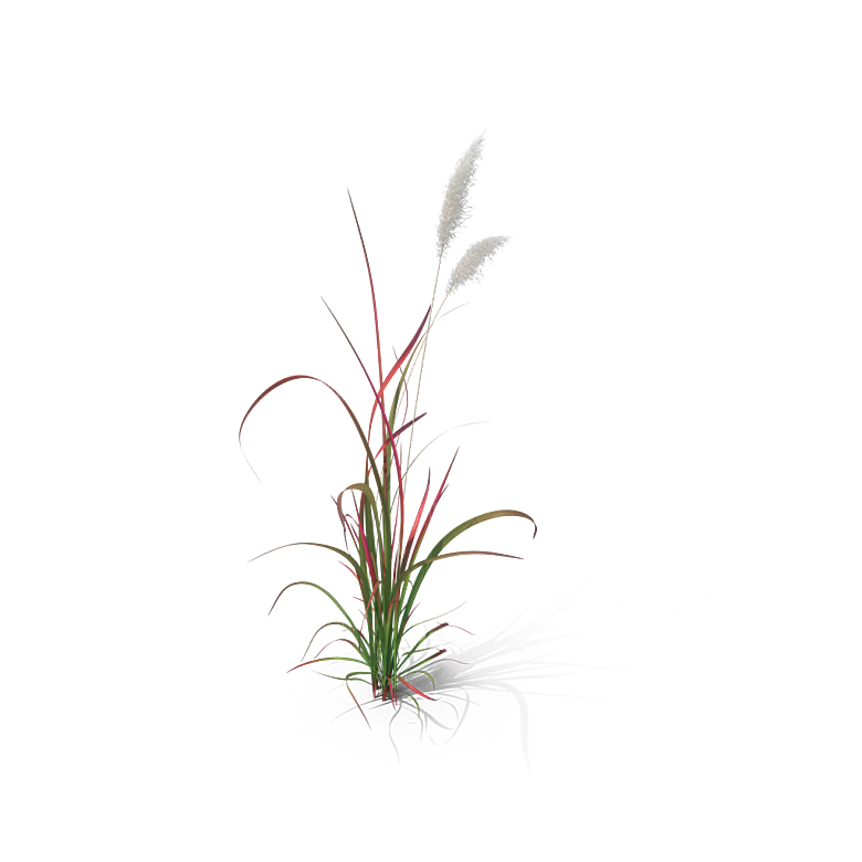 蕨类植物小草丛免抠素材