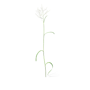 蕨类植物小草丛免抠素材