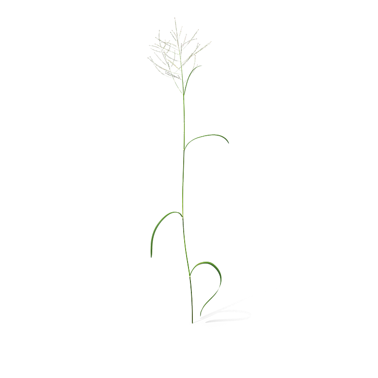 蕨类植物小草丛免抠素材