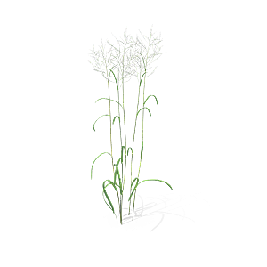 蕨类植物小草丛免抠素材