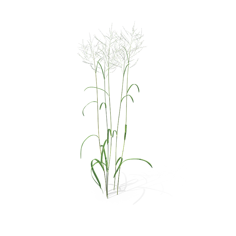 蕨类植物小草丛免抠素材