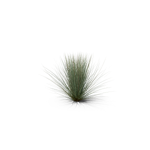 蕨类植物小草丛免抠素材