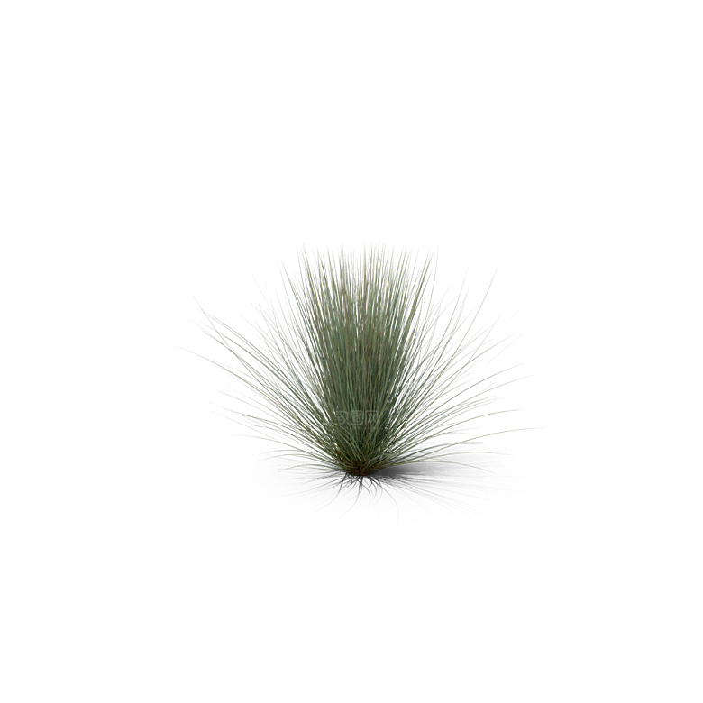 蕨类植物小草丛免抠素材
