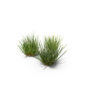 蕨类植物小草丛免抠素材