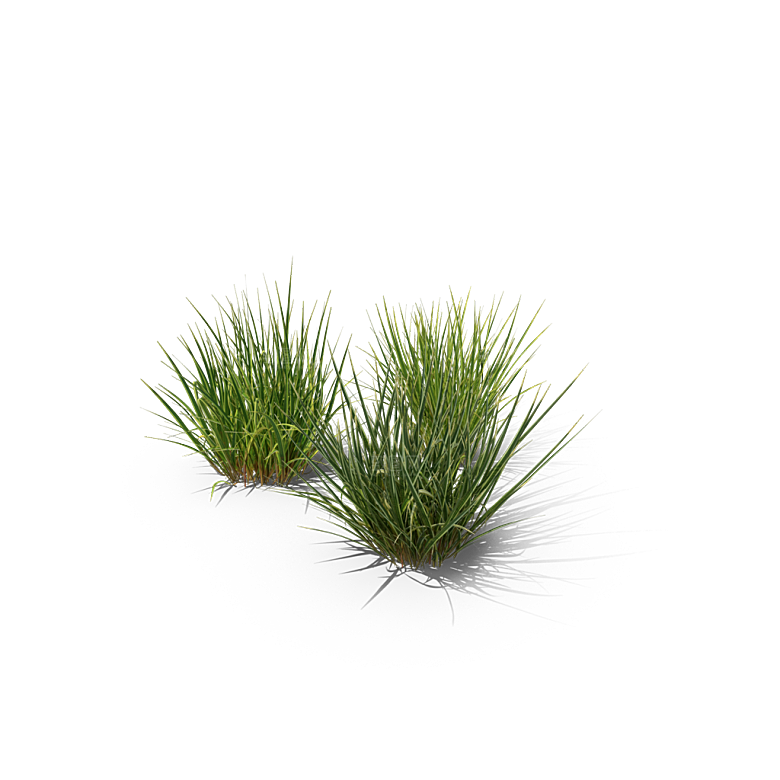 蕨类植物小草丛免抠素材