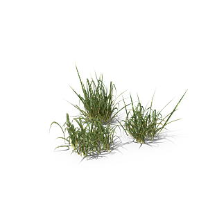 蕨类植物小草丛免抠素材
