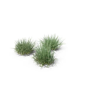 蕨类植物小草丛免抠素材