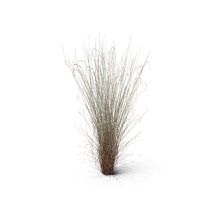 蕨类植物小草丛免抠素材
