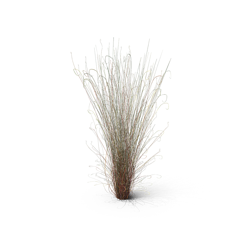 蕨类植物小草丛免抠素材