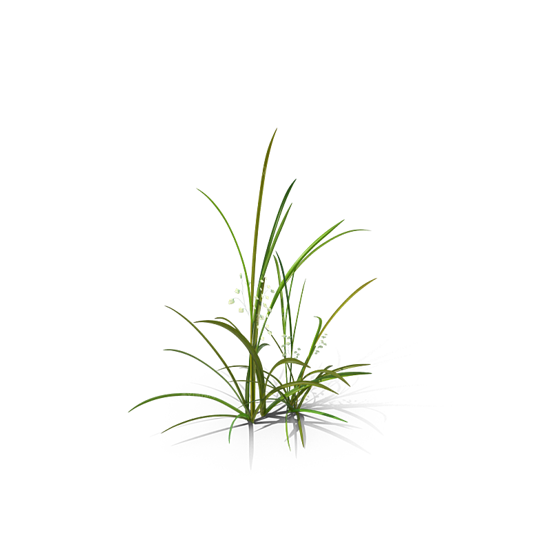蕨类植物小草丛免抠素材