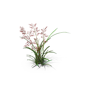 蕨类植物小草丛免抠素材