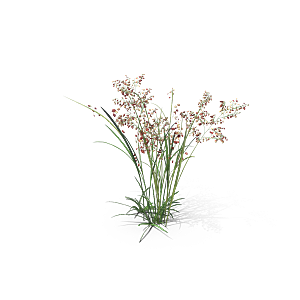 蕨类植物小草丛免抠素材