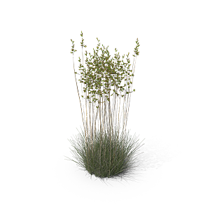 蕨类植物小草丛免抠素材