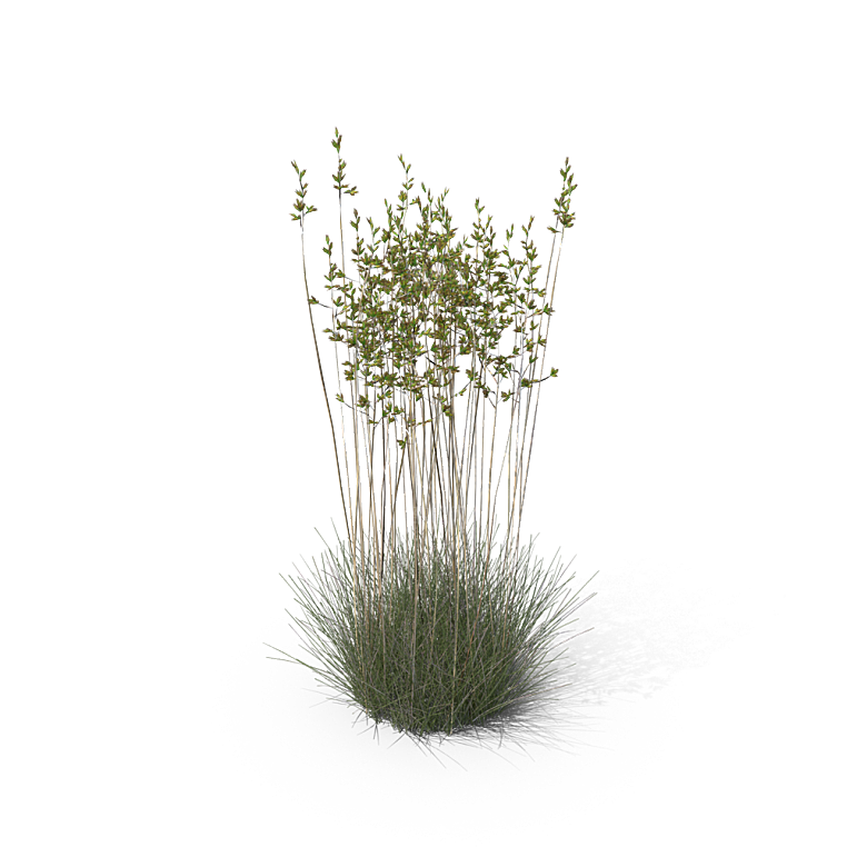 蕨类植物小草丛免抠素材