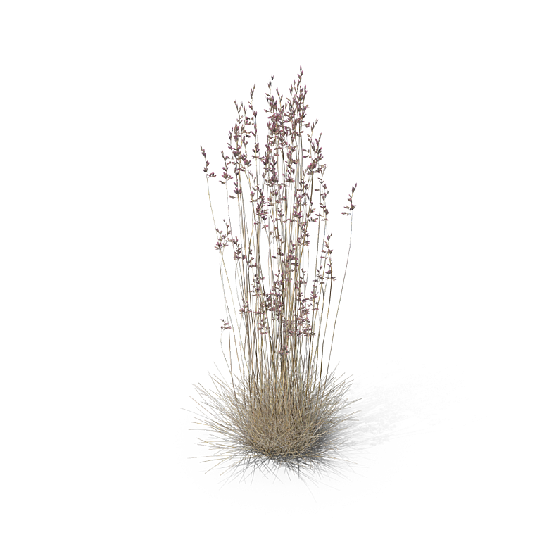 蕨类植物小草丛免抠素材