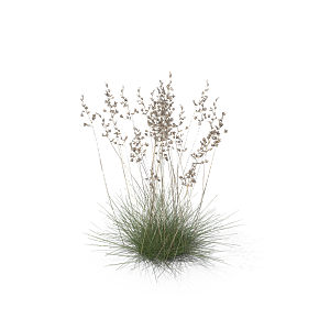 蕨类植物小草丛免抠素材