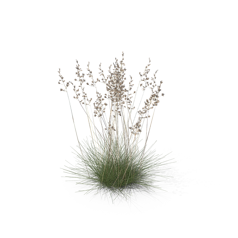 蕨类植物小草丛免抠素材