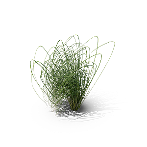 蕨类植物小草丛免抠素材