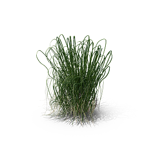 小草丛蕨类植物免抠素材