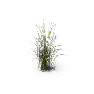 小草丛蕨类植物免抠素材