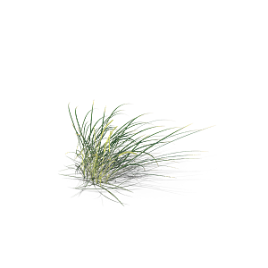 小草丛蕨类植物免抠素材