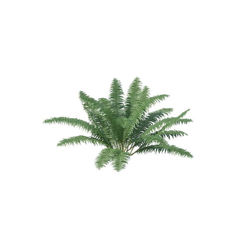 小草丛蕨类植物免抠素材