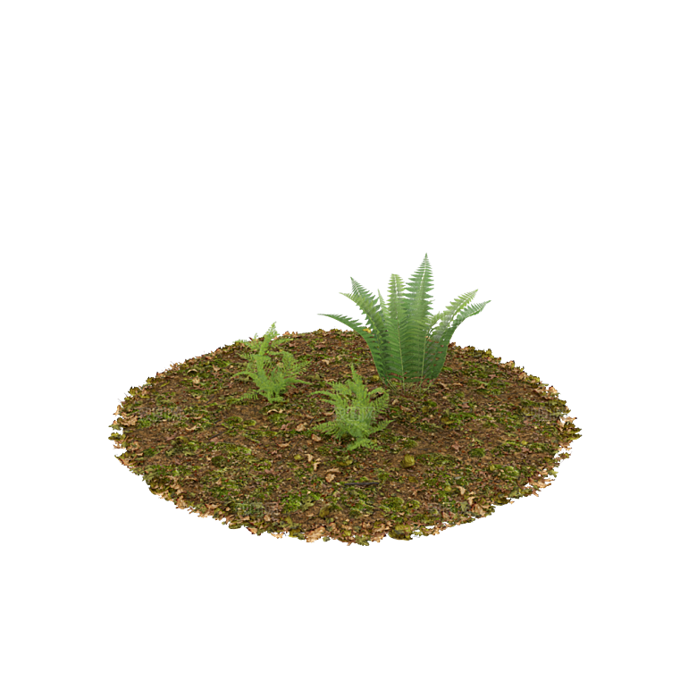 小草丛蕨类植物免抠素材