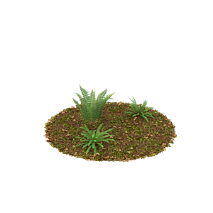 小草丛蕨类植物免抠素材