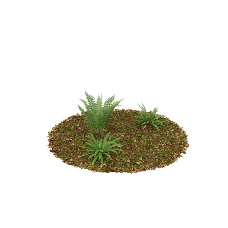 小草丛蕨类植物免抠素材