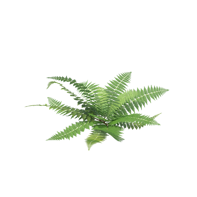 小草丛蕨类植物免抠素材