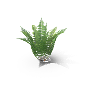 小草丛蕨类植物免抠素材