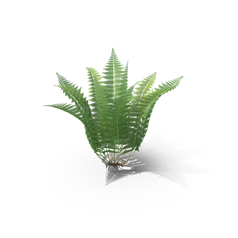 小草丛蕨类植物免抠素材