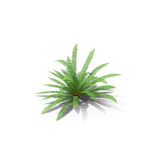 小草丛蕨类植物免抠素材