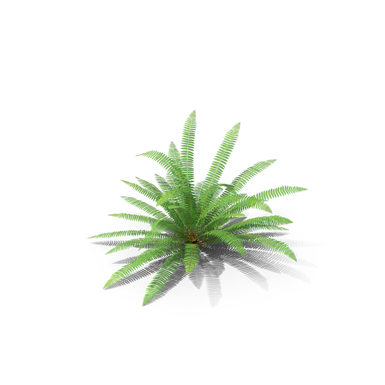 小草丛蕨类植物免抠素材