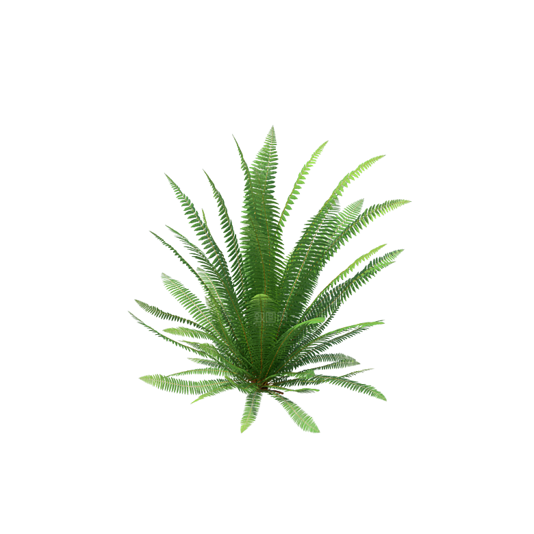 小草丛蕨类植物免抠素材