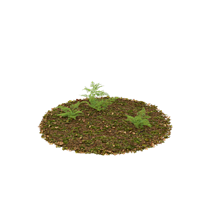 小草丛蕨类植物免抠素材